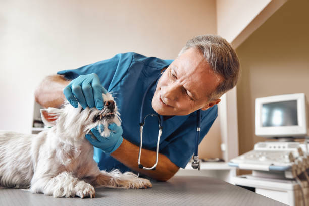 Best Emergency Root Canal Therapy in Saginaw, TX